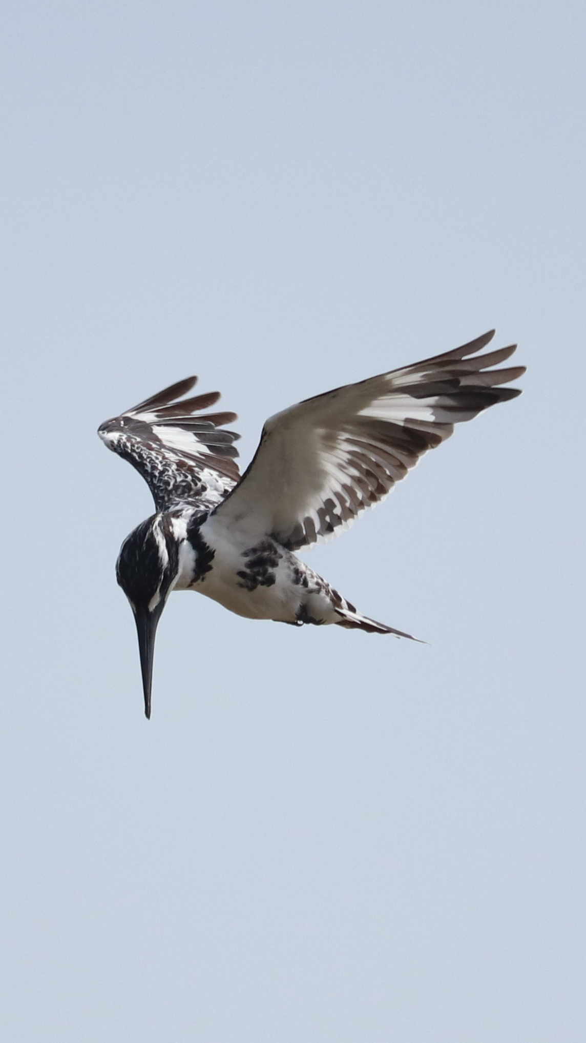 20181221124807_IMG_0736